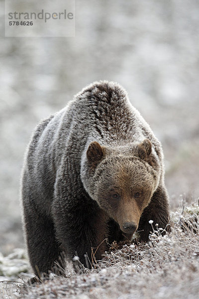 Grizzlybär im frischen Frühling Schnee in den kanadischen Rocky Mountains