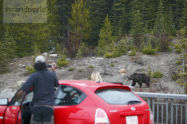 Tourist Videoing ein Grizzlybär auf der Seite der Straße in den kanadischen Rockies
