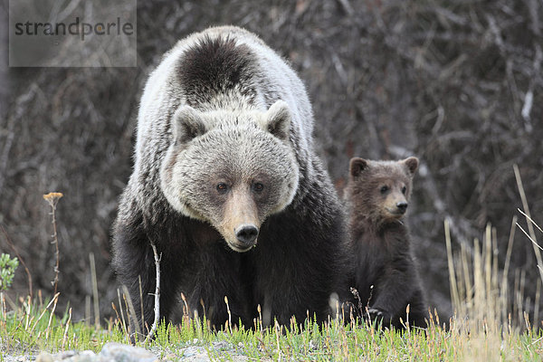 Grizzlybär Sau und Young von der Jahres-cub