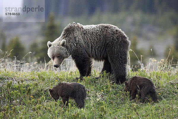 Grizzlybär Sau und Jungtiere