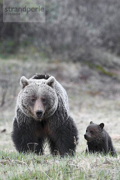 Grizzlybär Sau & cub