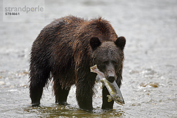 Grizzlybär Fang von Lachs in der Great Bear Rainforest  British Columbia  Kanada