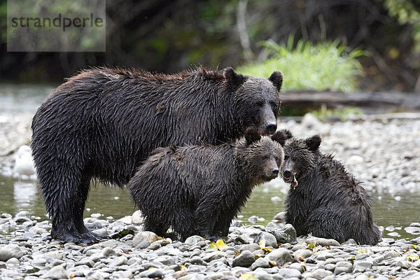 Grizzly Bear Familie  Great Bear Rainforest