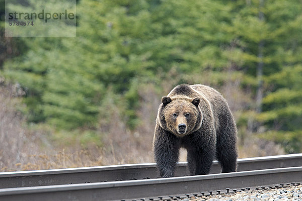 Grizzly Bear auf die CPR trainieren Spuren im Banff Nationalpark  Alberta  Kanada