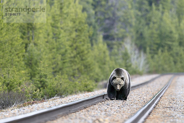 Grizzly Bear auf die CPR trainieren Spuren im Banff Nationalpark  Alberta  Kanada