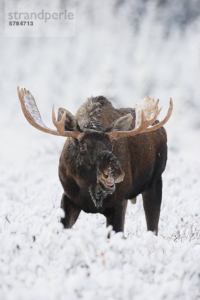 Bull Moose im frischen Schnee (Alces Alces)