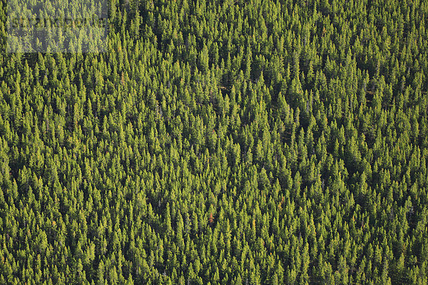 Borealen Wald  weiße Ziege Wilderness Area  Alberta
