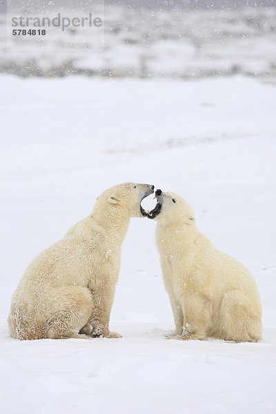 Eisbär (Ursus Maritimus)  Churchill  Manitoba  Kanada