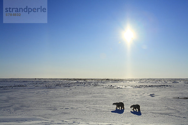 Eisbären (Ursus Maritimus) in der arktischen tundra