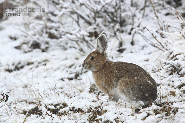 Der Schneeschuhhase (Lepus Americanus)  auch genannt die Varying Hare oder Schneeschuh-Hase  ist eine Pflanzenart der Hasen in Nordamerika gefunden.