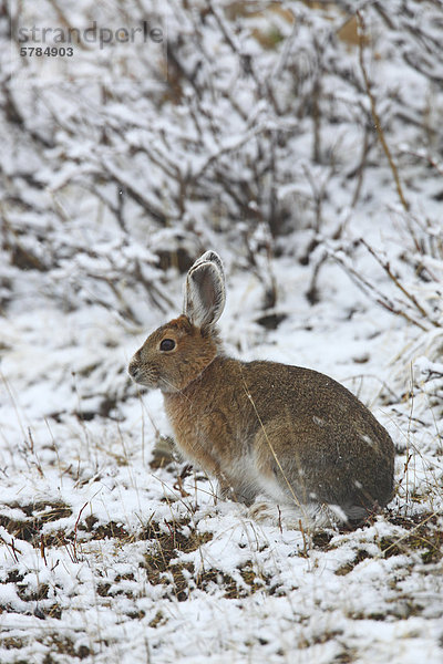 Der Schneeschuhhase (Lepus Americanus)  auch genannt die Varying Hare oder Schneeschuh-Hase  ist eine Pflanzenart der Hasen in Nordamerika gefunden.