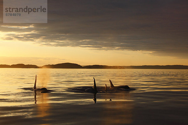 Schwertwal Orcinus orca Sonnenuntergang British Columbia Meerenge Wal