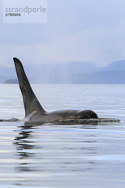 Schwertwal (Orcinus Orca)  gemeinhin als der Orca-Wal oder Orca in Johnstone Strait  BC  Kanada