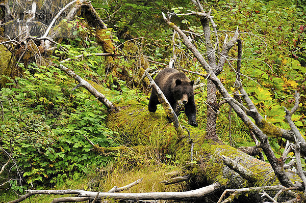 Ein junger Grizzlybär (Ursus Arctos) zu Fuß einen Moos beladenen abgefallener Baum in der dichten Vegetation des Tongass National Forest in Südwest-Alaska nahe der Stadt von Hyder-U.S.A.