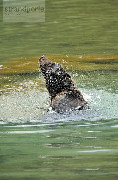 Grizzlybär ursus horibilis Grizzly nahe Wasser Fisch Pisces Ruhe planschen ungestüm Bach jung Bär Alaska Lagune spielen