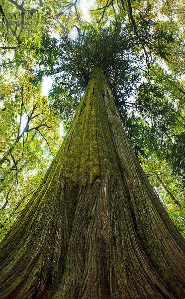 Ein tausend Jahre alten Western Red Cedar Baum Lebensbaum (Thuja Plicata)  British Colulmbia  Kanada