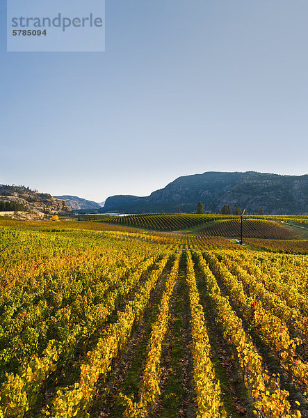 Blue Mountain Vinyard  Okanagan  British Columbia  Kanada