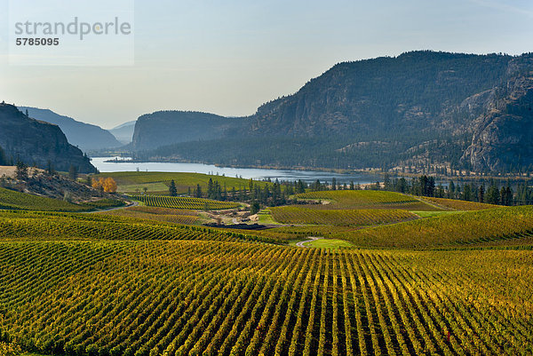 Blue Mountain Vinyard  Okanagan  British Columbia  Kanada