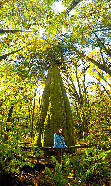 Frau vor 1000 Jahre alten Western Red Cedar Tree  British Colulmbia  Kanada.