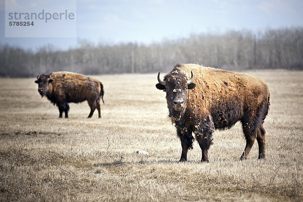 Ebenen Bisons (Bison Bison Bison)  vergießen Winter Mäntel  Manitoba  Kanada