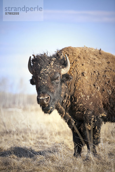 Ebenen Bisons (Bison Bison Bison) der Prärie vergießen Winter Mantel  Manitoba  Kanada