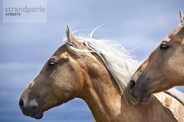 Zwei Pferde  Equus Caballus  Nahaufnahme  Saskatchewan  Kanada