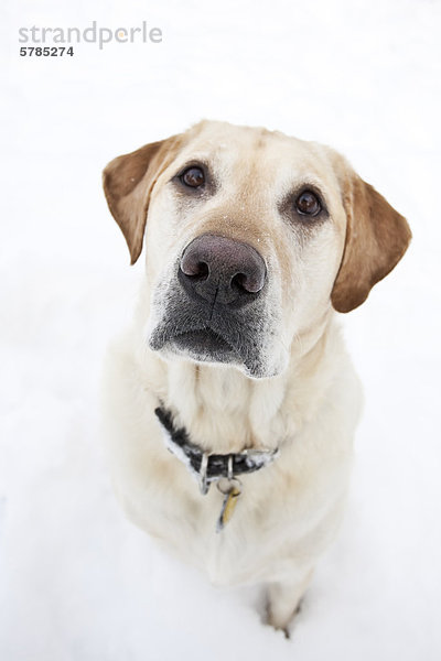 Gelber Labrador Retriever  sitzt im Schnee  Porträt