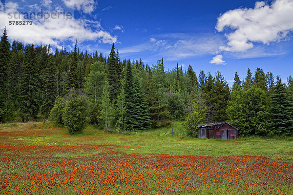 Alte Hütte und Wildblumen in der Nähe von Penticton (British Columbia)