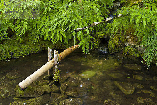 Japanischer Garten in den Butchart Gardens in Victoria  British Columbia