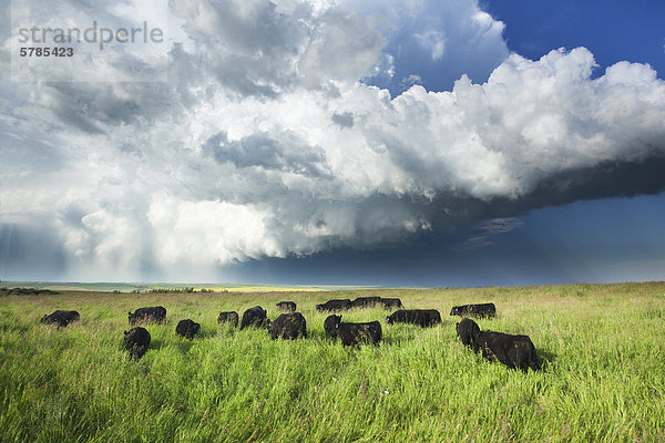 Kühe im Sommer wie ein Sturm Ansätze in der Nähe von Calgary  Alberta  Kanada