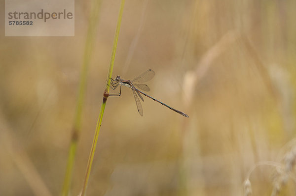 Weibliche Spotted Spreadwing (Lestes Kongenere) auf Bowser Bog  Bowser BC