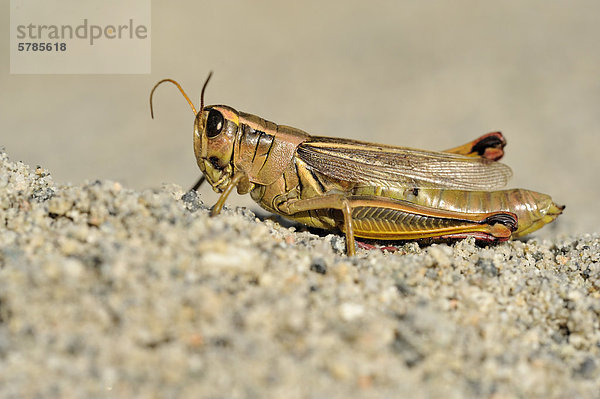 Gelb-gestreiften Grasshopper  Mélanople Birayé Saanich BC