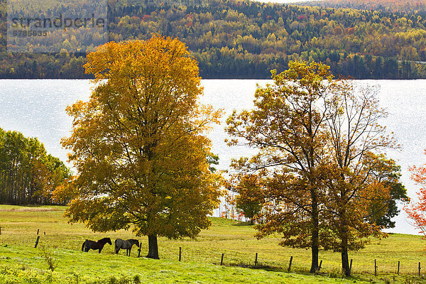 Pferde und Ahorn im Herbst Laub  Queensbury  Saint John River  New Brunswick  Kanada