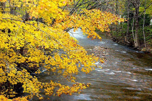 Wentworth River im Herbst  Wentworth Valley  Nova Scotia  Kanada