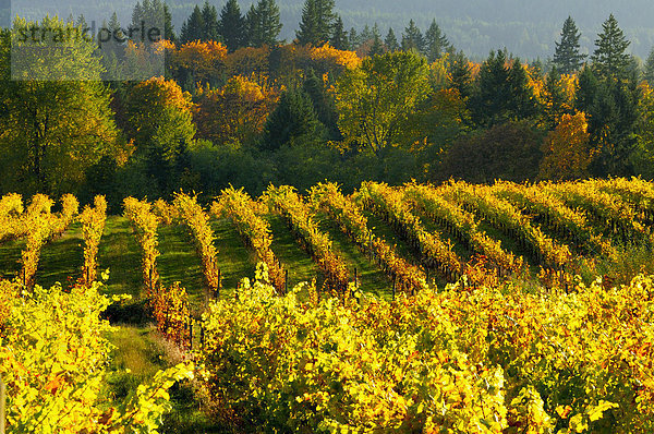 Zeilen der Trauben im Herbst Farben im Weinberg im Weingut Zanatta in Glenora nahe Duncan  BC.