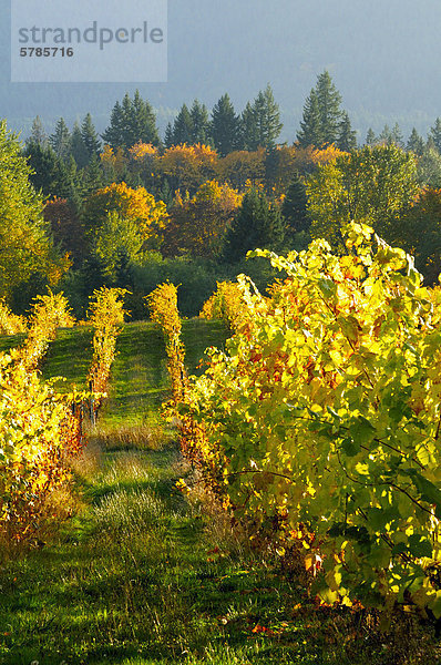 Zeilen der Trauben im Herbst Farben im Weinberg im Weingut Zanatta in Glenora nahe Duncan  BC.