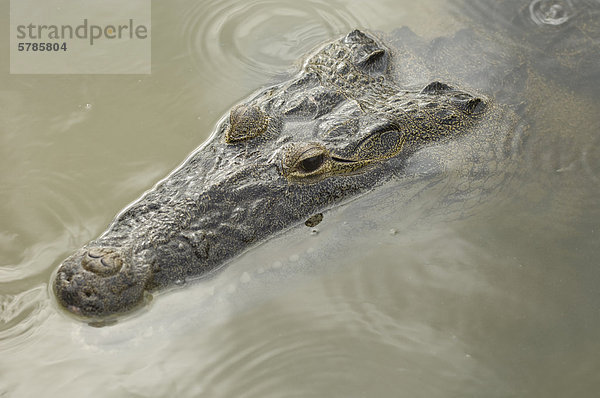 Crocodylus Moreletii  Morelet Krokodil oder mexikanische Krokodil  Coba  Quintana Roo  Mexiko