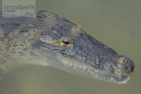 Crocodylus Moreletii  Morelet Krokodil oder mexikanische Krokodil  Coba  Quintana Roo  Mexiko