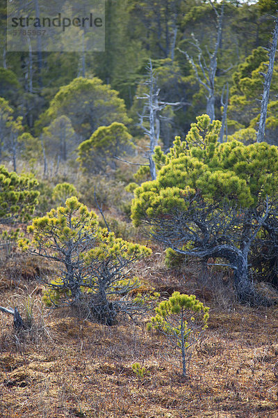 nahe  folgen  Baum  Wachstum  Insel  Pazifischer Ozean  Pazifik  Stiller Ozean  Großer Ozean  vorwärts  Geräusch  Sumpf  UNESCO-Welterbe  Küsten-Kiefer  Pinus contorta  Tofino  British Columbia  British Columbia  Kanada  Vancouver