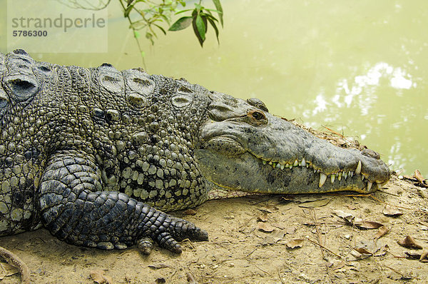 Spitzkrokodil (Crocodylus Acutus) Sonnen  Belize  Mittelamerika