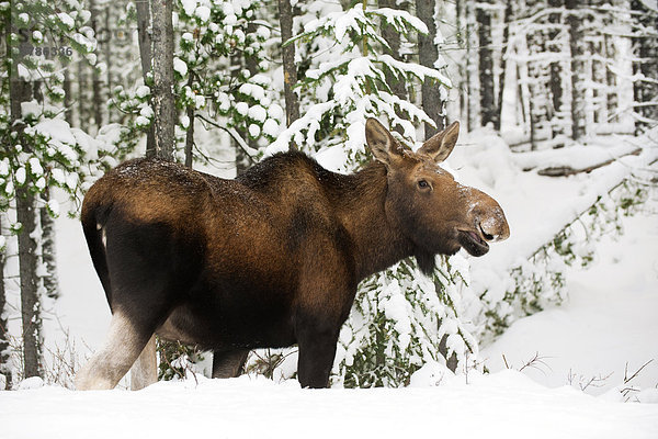 Kuh Elch (Alces Alves)  westlichen kanadischen Rocky Mountains  Jasper Nationalpark  Alberta  Kanada