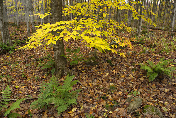 Herbstlaub in einem Laubwald nahe Orillia  Ontario