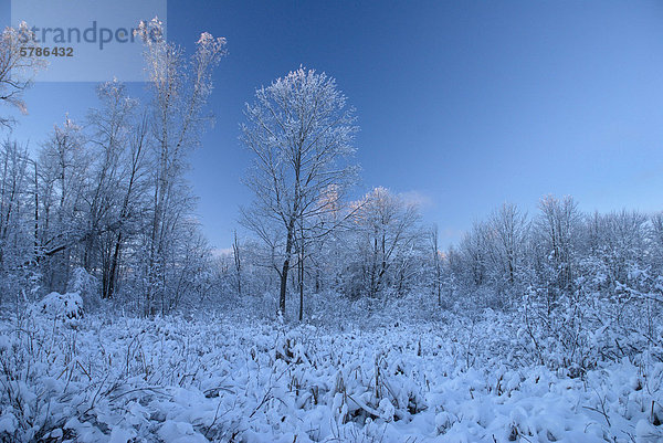 Schneebedeckte Bäume am Ende eines Tages helle Wintern  Muskoka Ontario