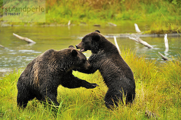 Mutter und Jungtier am Fish Creek im Tongass National Forest Südwesten Alaskas in der Nähe der Stadt Hyder spielerisch aggressiv Grizzlybären.