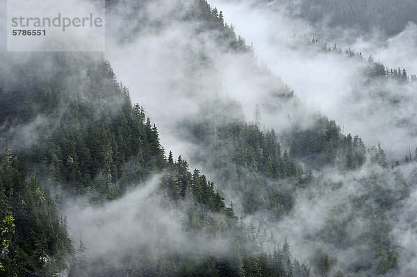 Eine reizvolle Landschaft Bild der Nadelbäume wachsen auf den Seiten der steilen Küste Mountains von British Columbia nahe der Stadt von Stewart auf einem nassen nebligen Morgen