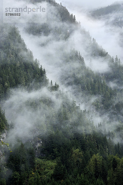 Eine reizvolle Landschaft Bild der Nadelbäume wachsen auf den Seiten der steilen Küste Mountains von British Columbia nahe der Stadt von Stewart auf einem nassen nebligen Morgen