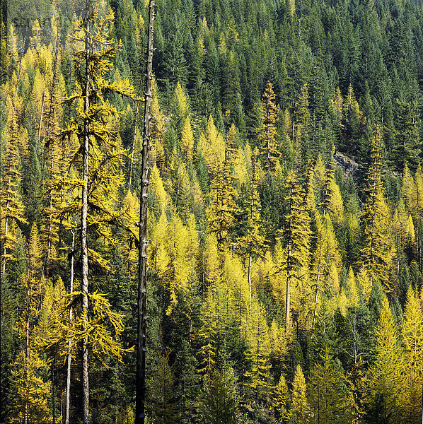 Westliche Lärche Larix Occidentalis  auch bekannt als westliche Tamarack  bei einem Sturz farbig Wald in den Monashee Mountains  British Columbia