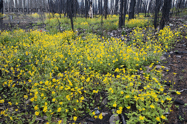 Heartleaved Arnika Arnika Cordifolia nachwachsen ein Jahr nach einem Wald Stand zerstören Feuer in subalpinen Wald von Engelmann Fichte Picea Engelmannii und subalpine Tanne Abies Lasiocarpa in Tweedsmuir Provincial Park  British Columbia  Kanada