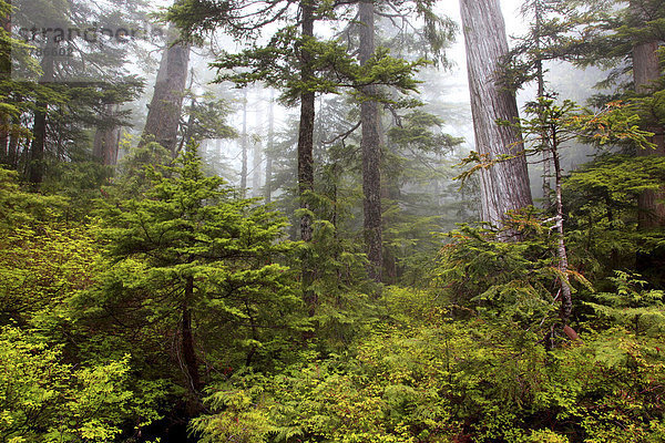 Old Forest  Spipyus Provincial Park  Sechelt Halbinsel  Sunshine Coast  b.c.  Kanada