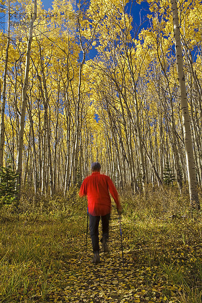 Mitte im Alter  männlich Wanderer laufen auf Spuren im Herbst  Banff Nationalpark  ALberta  Kanada.